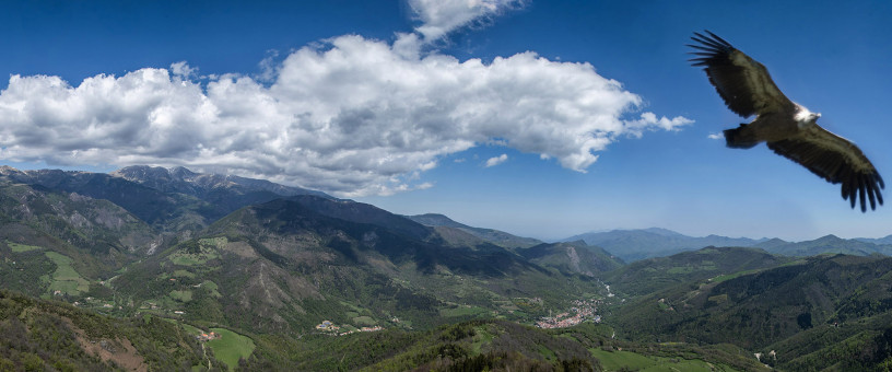 Vol de vautour sur la Tour du Mir