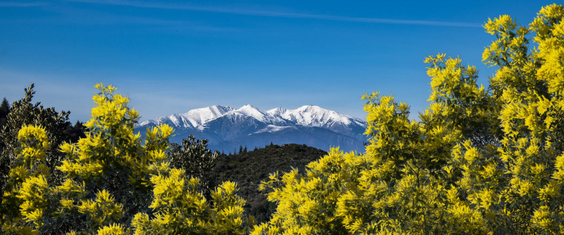 L'or des Mimosas et notre montagne sacrée, le Canigou