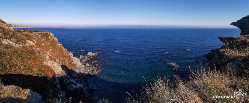 La belle bleue en hiver