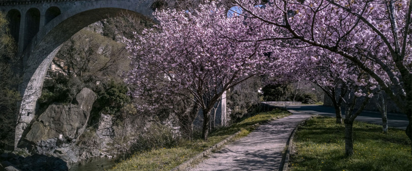 Arche en fleur sous le pont d'Amélie les Bains