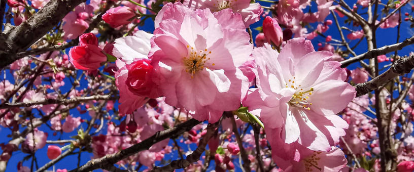 L'abondance, la générosité du printemps