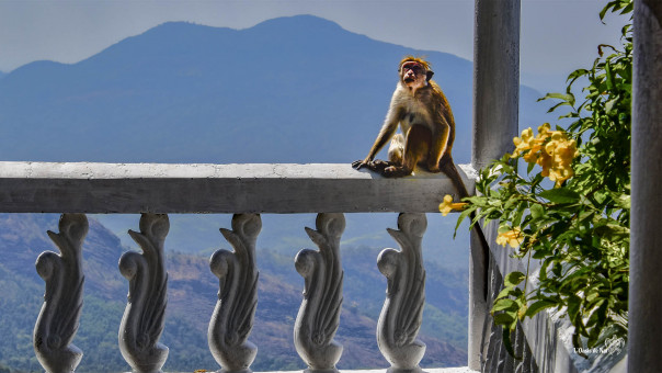 Tour Ambuluwawa , les singes y sont chez eux
