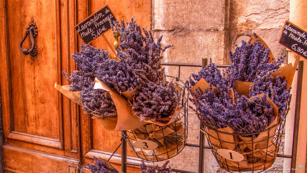 La lavande emblème de la Provence
