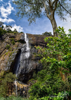 Diyaluma water falls dans la province montagneuse d'Uva au coeur de Sri Lanka