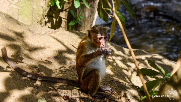 Les singes y trouvent l'eau, l'ombre et la nourriture (what else?)