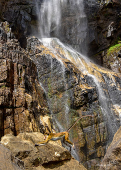 D'un bond agile passer d'un rocher à l'autre, sous la cascade