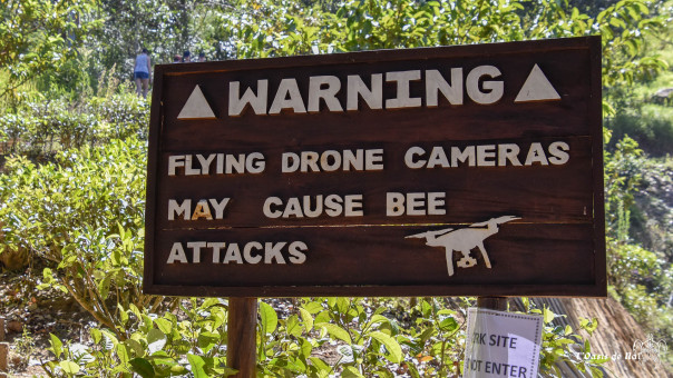 Attention, les abeilles n'aiment pas les drones et ... les touristes irrespectueux !