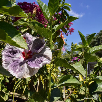 Jardin tropical au coeur d'Ella