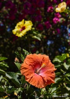 Un amoureux des fleurs d'Ella