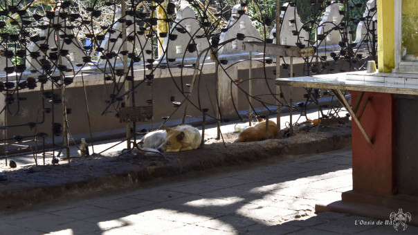 Les chiens trouvent à proximité des tables d'offrandes le gîte et le couvert