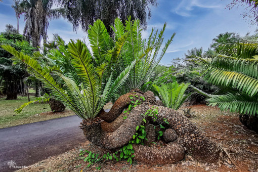 L'arbre serpent