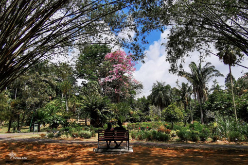 Naissance d'une idylle à l'ombre des grands arbres