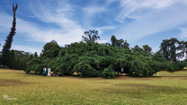 L'arbre le plus célèbre du jardin