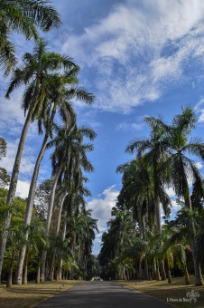 L'allée du Jardin Botanique Kandy