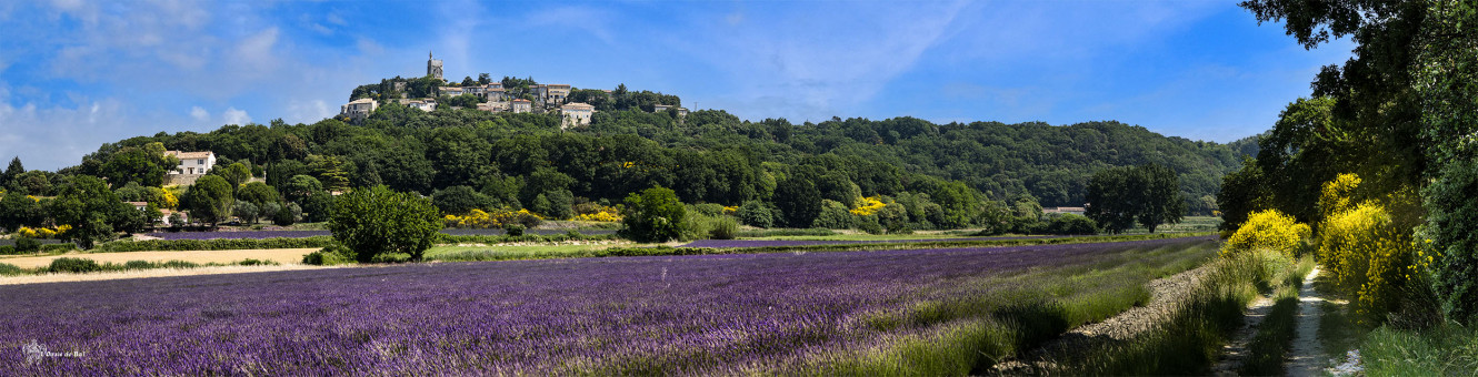Chemins de genêts, champs de lavande au pied du village de Clansayes dans la Drôme
