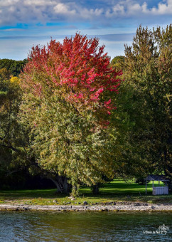 Les arbres s'embrasent à l'automne