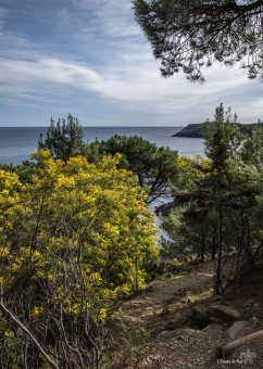 Bouquet sauvage, sur les sentiers du littoral