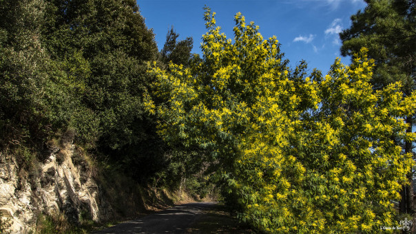 Une tonelle naturelle sur nos chemins de promenade