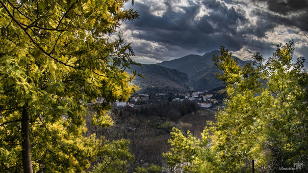 Le mimosa appelle le soleil au coeur de l'hiver