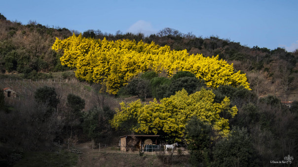 Du côté de Ceret, des pans entiers de mimosas