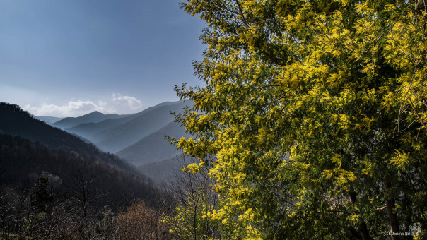 Les Pyrénées dans l'ombre du Mimosa de Serralongue