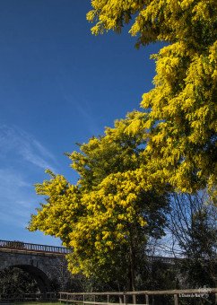 Des arches de pierres et de fleurs