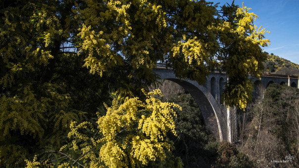 Ombrelle de Mimosas pour le vieux pont de chemin de fer de Ceret