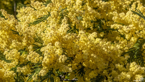 A coeur de l'hiver, se noyer dans le soleil du Mimosa