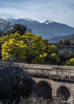 Sur fond de Canigou...