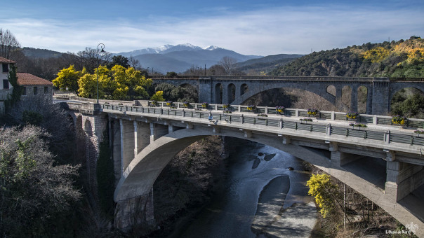 Damier de Mimosas dans les paysages de Ceret