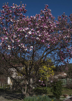 Les mimosas s'éclipsent au printemps