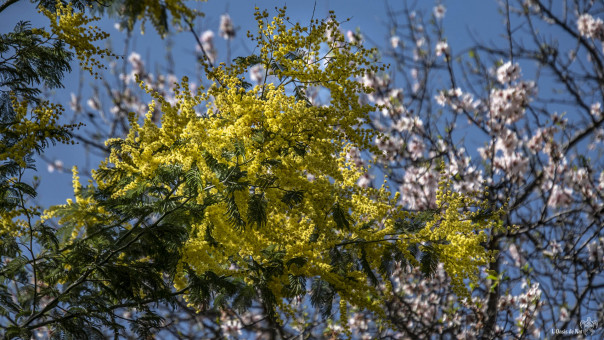 Un brin de mimosa résite, et déjà, les amandiers annoncent le printemps