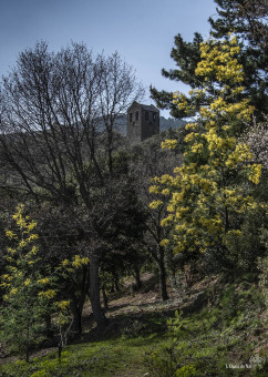 Le clocher de Serrabonne