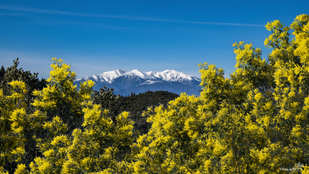 Déroulez le tapis jaune pour le Canigou