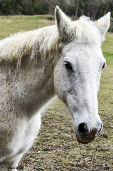 Le cheval blanc, mon pote !