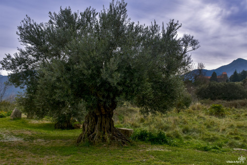 Presque une autre "légende" ... l'olivier du Montbolo