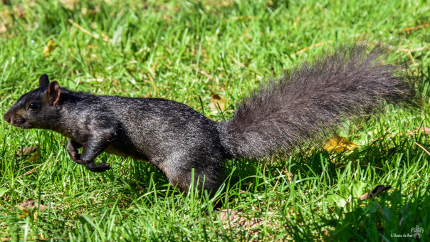 Malgré le tourisme, ils restent les rois de la pelouse