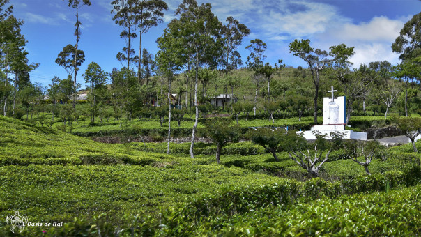 Au coeur des plantations, une croix indique un village chrétien d'ouvriers