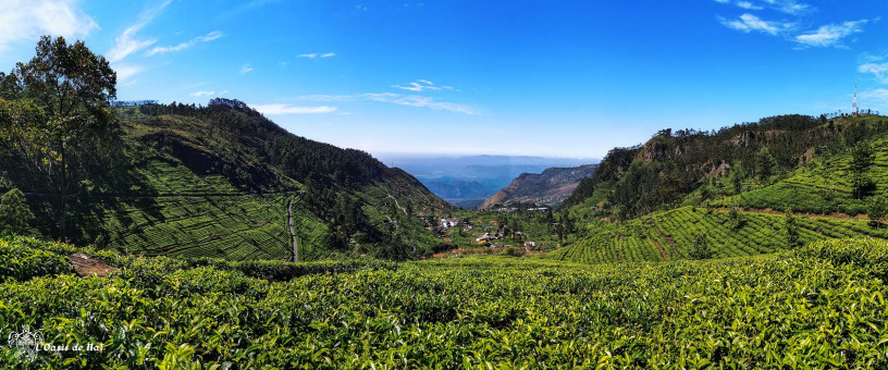 A perte de vue, les montagnes dominées par le thé, la vue jusqu'aux confins de l'île