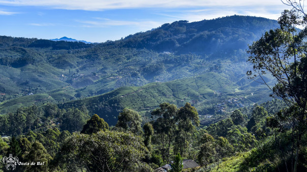 Depuis le balcon de notre chambre d'hôte à Haputale, vue sur les plantations et sommets les plus hauts de l'île