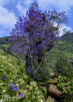 Jacaranda brille seul de son mauve au milieu des plantations de thé