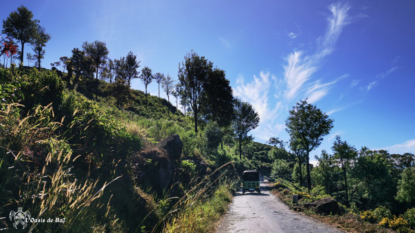 routes étroites de la plantation