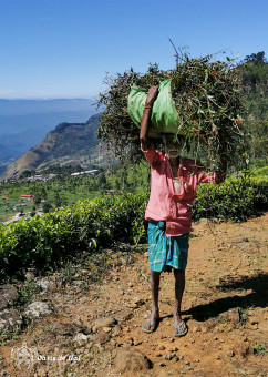 Les hommes ont pour mission de nettoyer la plantation