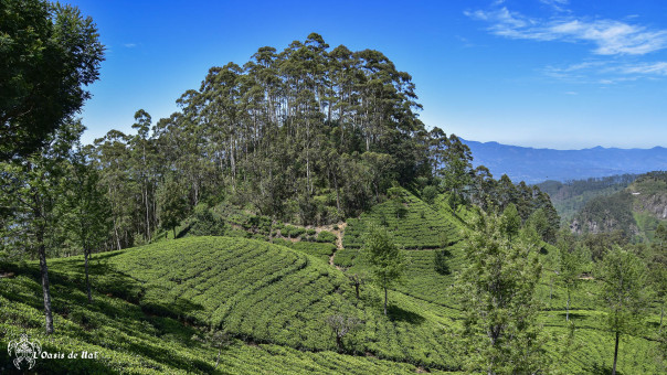Paysages de plantations de thé