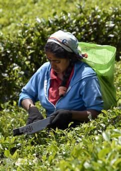 Pas de répits la cueillette prend toute leur vie