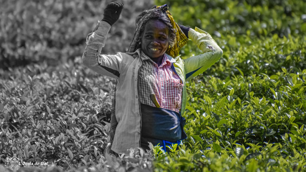 Côté couleur, côté noir et blanc, le destin d'une cueilleuse de thé, son sourire en réponse au quotidien rude