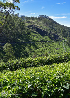 Les pentes abruptes des plantations de thé ne permettent pas la mécanisation de la cueillette du thé