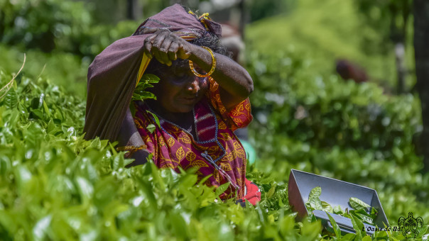 Inlassablement, toute leur vie dans les plantations, sous un soleil écrasant