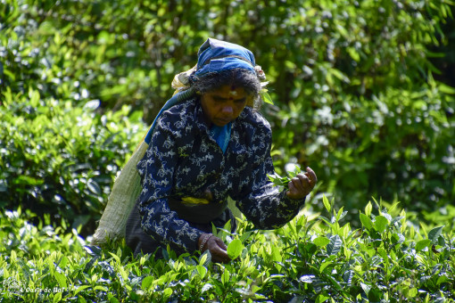 Picking lady