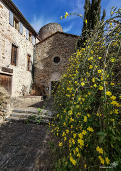 Le jasmin d'hiver de l'Eglise de Palalda rayonne tout l'hiver